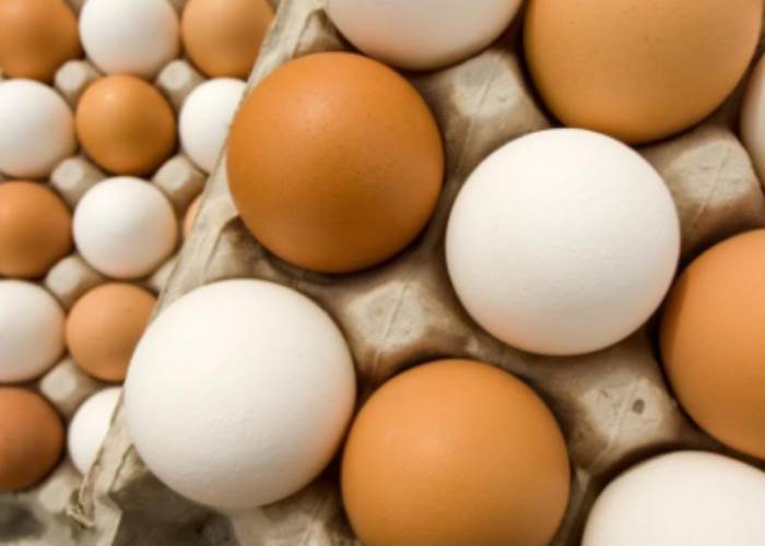 شعبة بيض المائدة تبشر المواطنين بحل أزمة الأعلاف