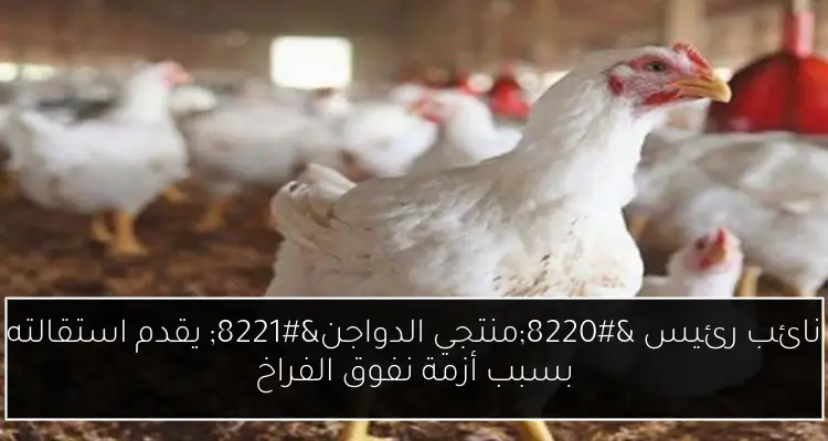 نائب رئيس “منتجي الدواجن” يقدم استقالته بسبب أزمة نفوق الفراخ