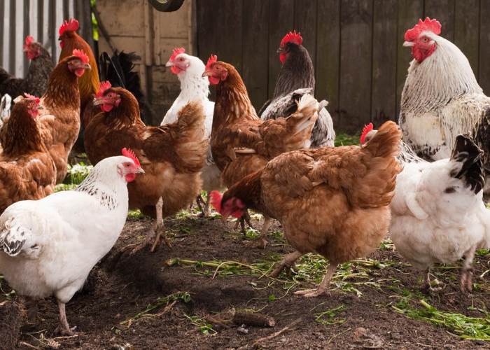 شعبة الدواجن تعترف بوجود نسبة نفوق بعد نفي متكرر