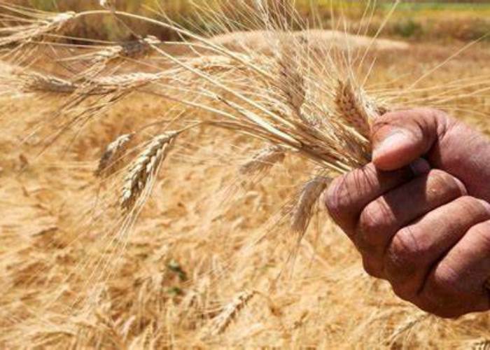 مصر تعمل على زيادة استيراد القمح من بلغاريا
