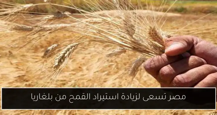 مصر تسعى لزيادة استيراد القمح من بلغاريا