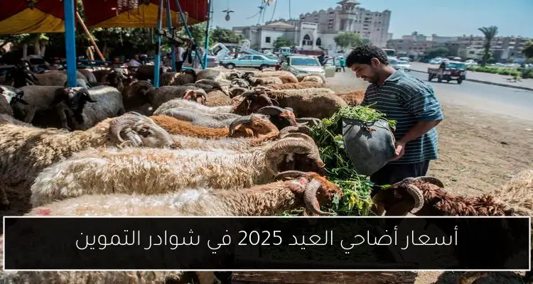 أسعار أضاحي العيد 2025 في شوادر التموين