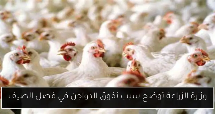 وزارة الزراعة توضح سبب نفوق الدواجن في فصل الصيف