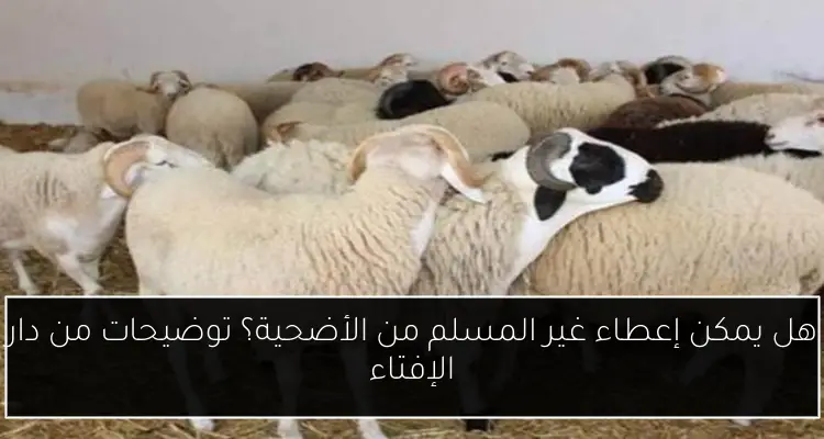 هل يمكن إعطاء غير المسلم من الأضحية؟ توضيحات من دار الإفتاء