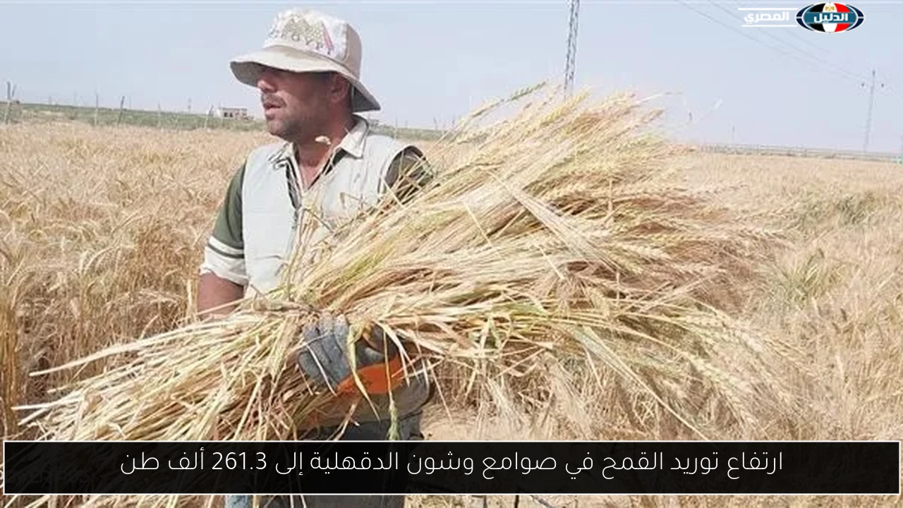 ارتفاع توريد القمح في صوامع وشون الدقهلية إلى 261.3 ألف طن