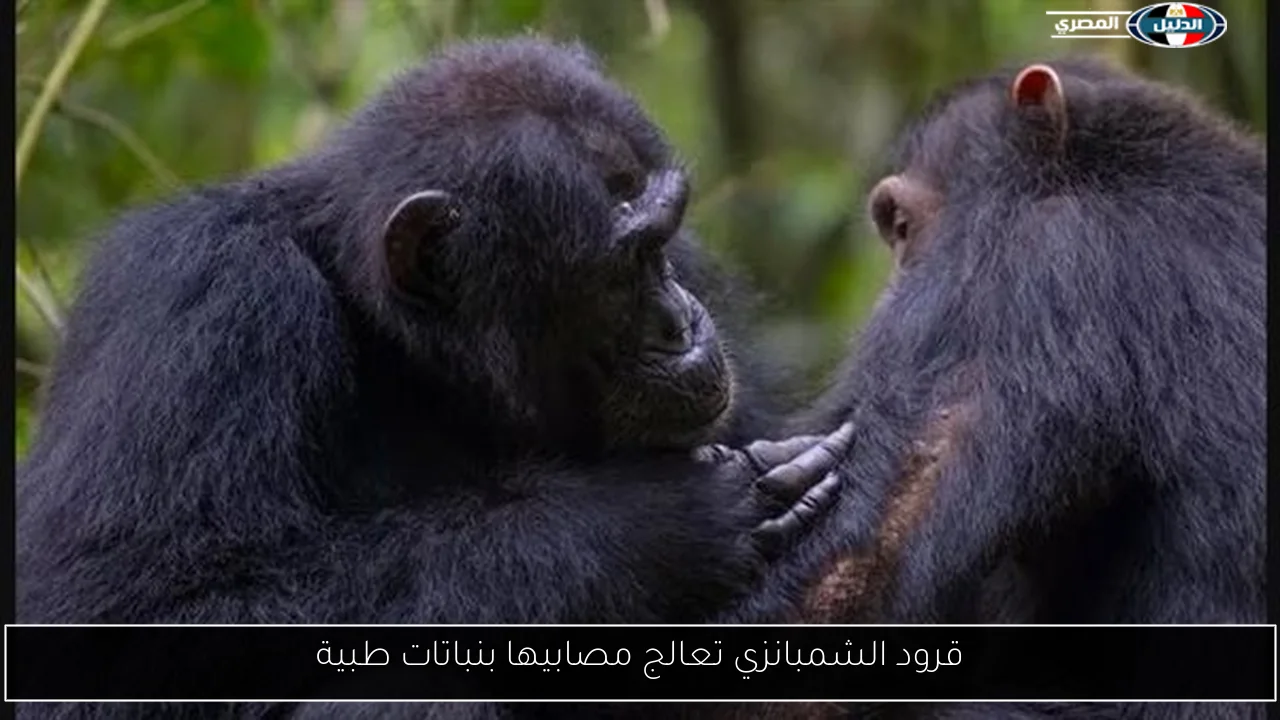 قرود الشمبانزي تعالج مصابيها بنباتات طبية