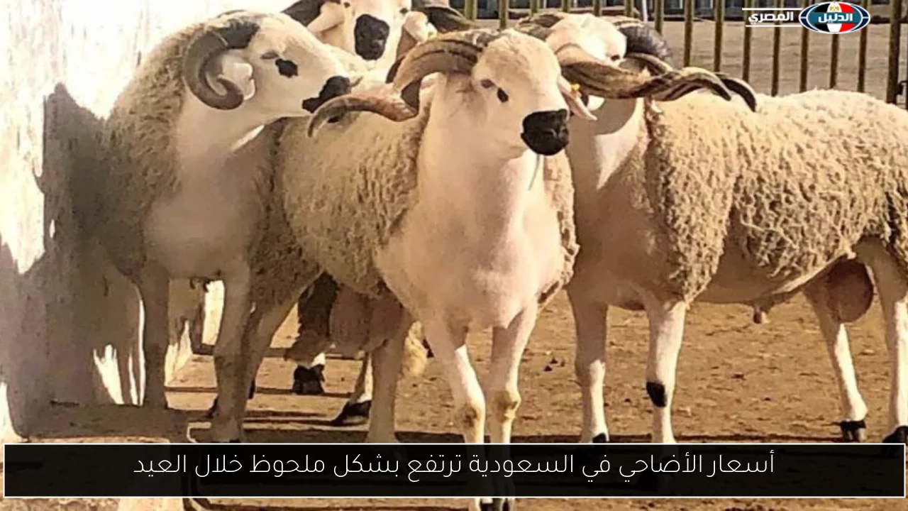 أسعار الأضاحي في السعودية ترتفع بشكل ملحوظ خلال العيد