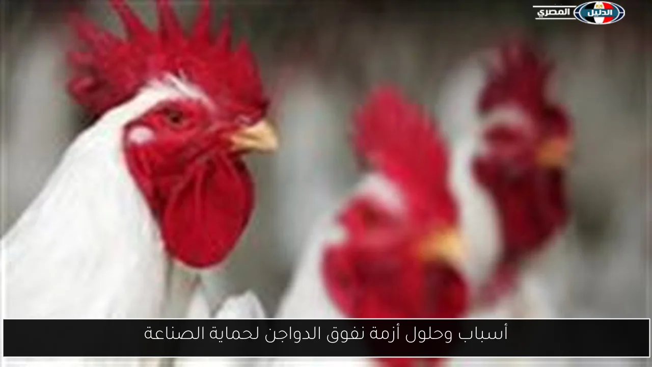 أسباب وحلول أزمة نفوق الدواجن لحماية الصناعة