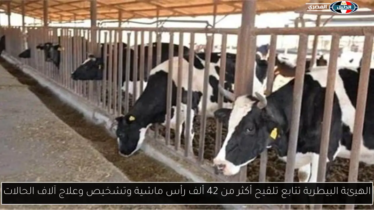 الهيئة البيطرية تتابع تلقيح أكثر من 42 ألف رأس ماشية وتشخيص وعلاج آلاف الحالات