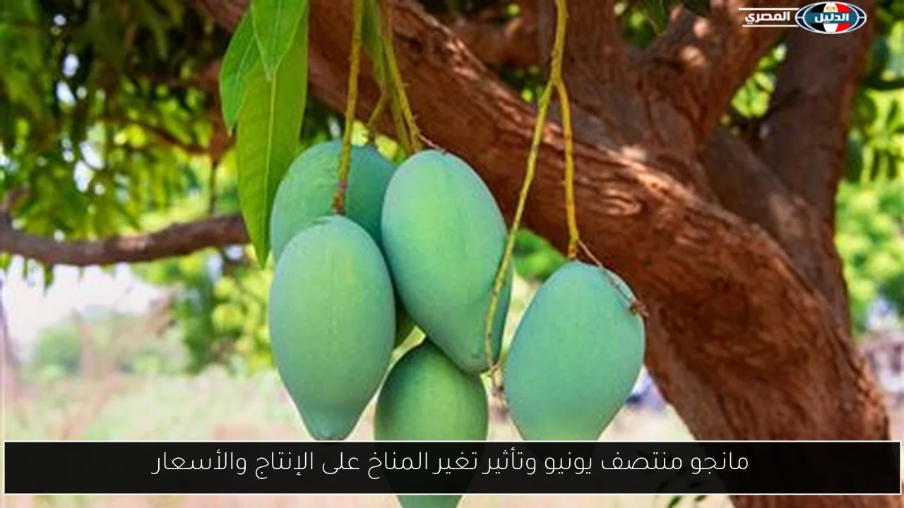 مانجو منتصف يونيو وتأثير تغير المناخ على الإنتاج والأسعار