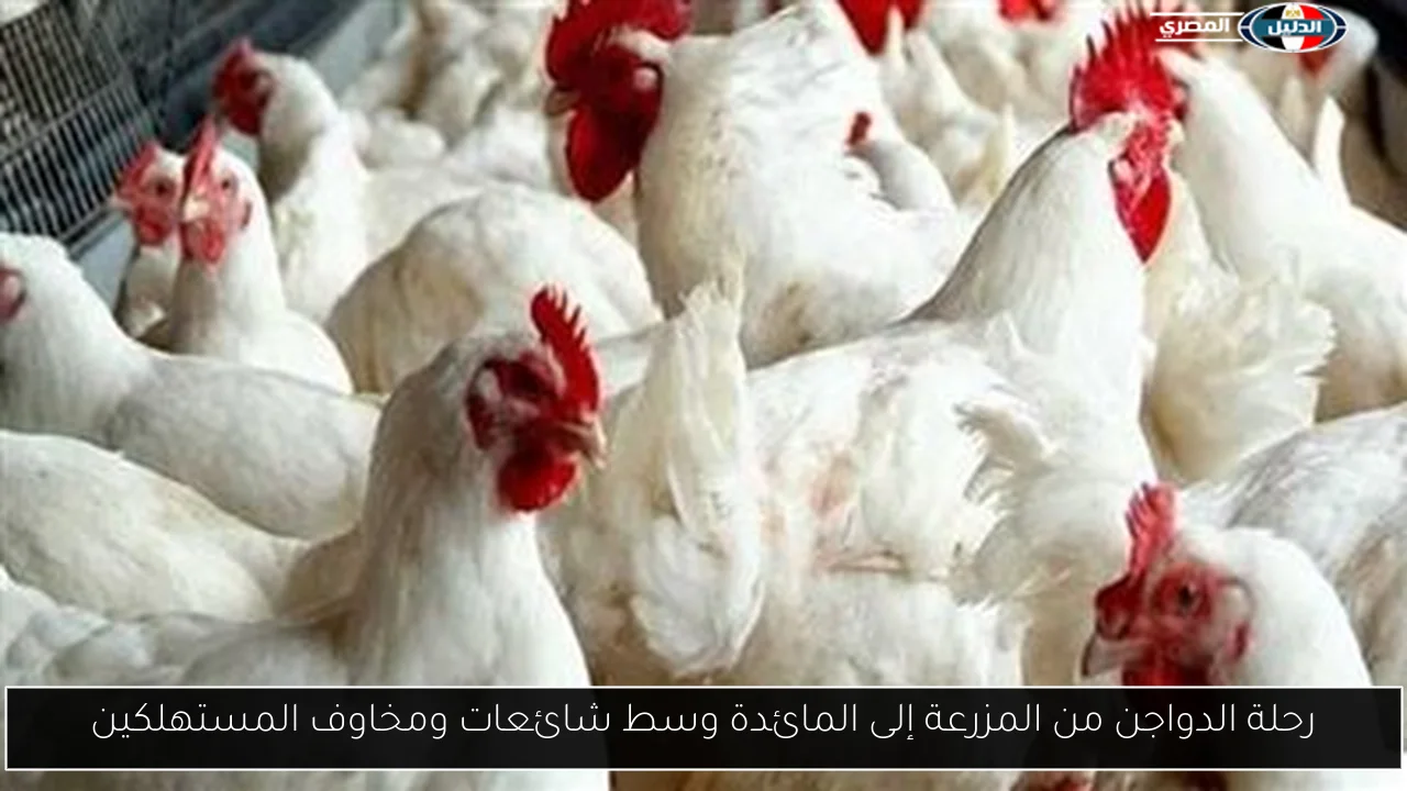 رحلة الدواجن من المزرعة إلى المائدة وسط شائعات ومخاوف المستهلكين