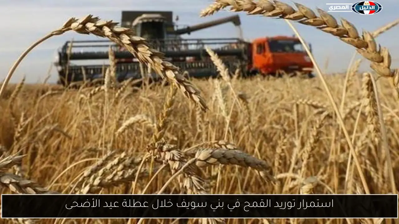 استمرار توريد القمح في بني سويف خلال عطلة عيد الأضحى