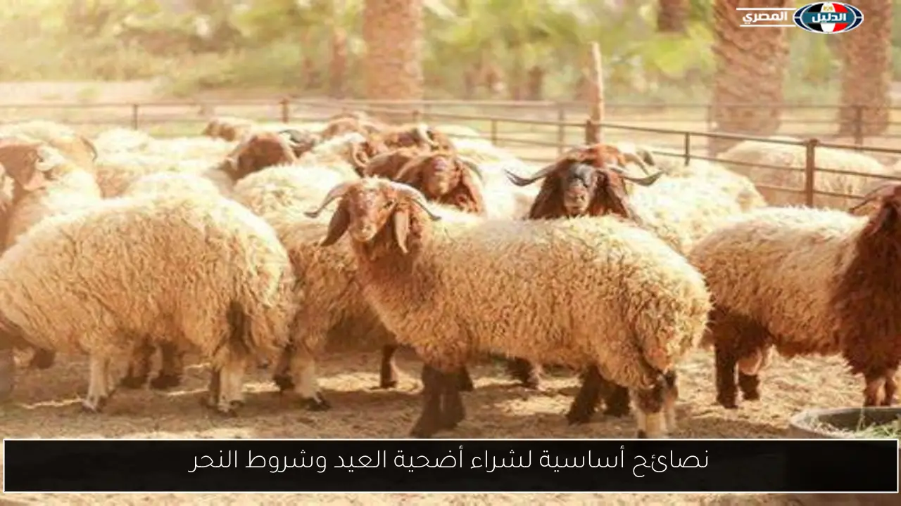 نصائح أساسية لشراء أضحية العيد وشروط النحر