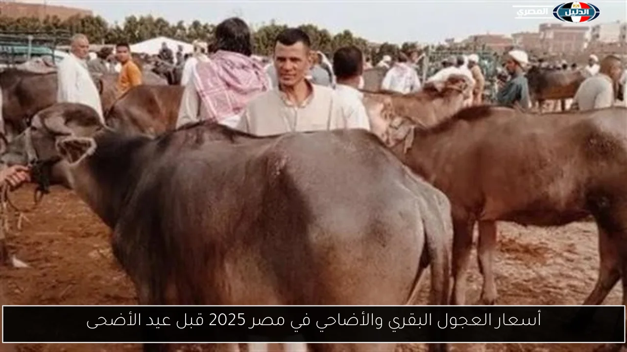أسعار العجول البقري والأضاحي في مصر 2025 قبل عيد الأضحى
