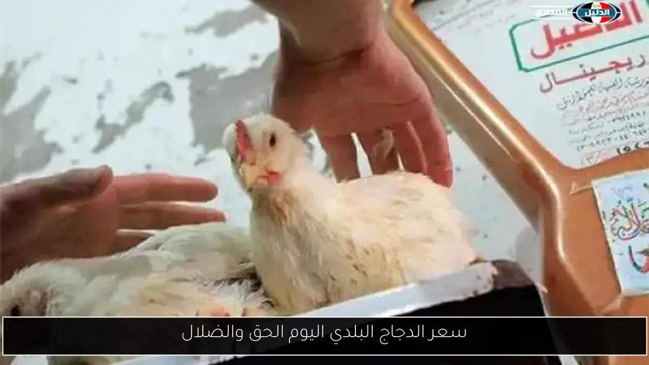 سعر الدجاج البلدي اليوم الحق والضلال