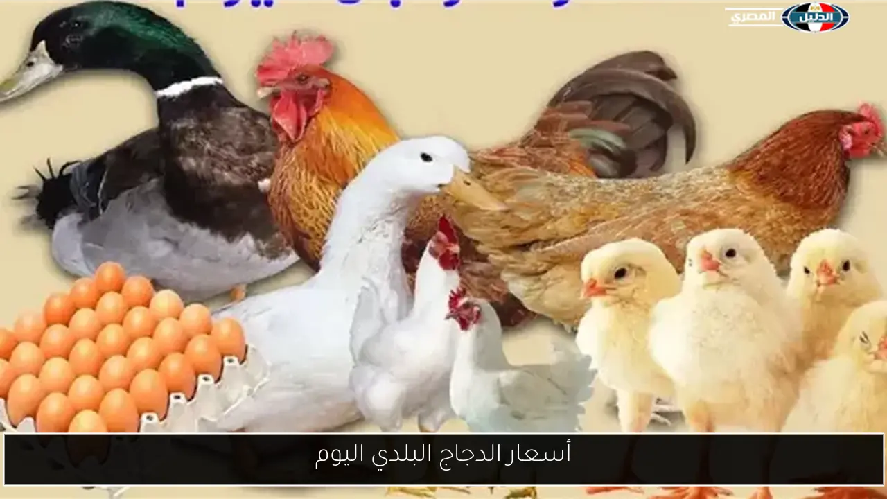أسعار الدجاج البلدي اليوم