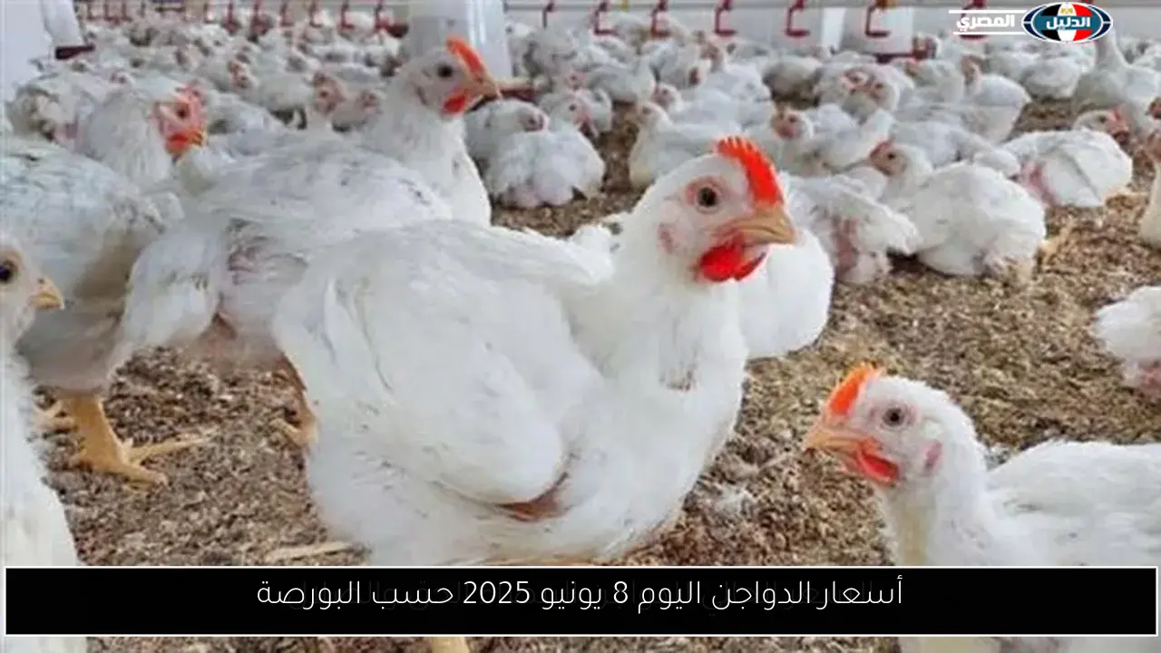 أسعار الدواجن اليوم 8 يونيو 2025 حسب البورصة