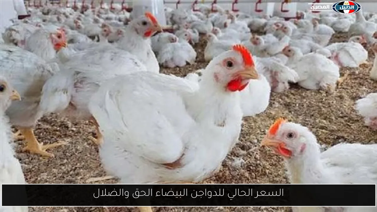 السعر الحالي للدواجن البيضاء الحق والضلال
