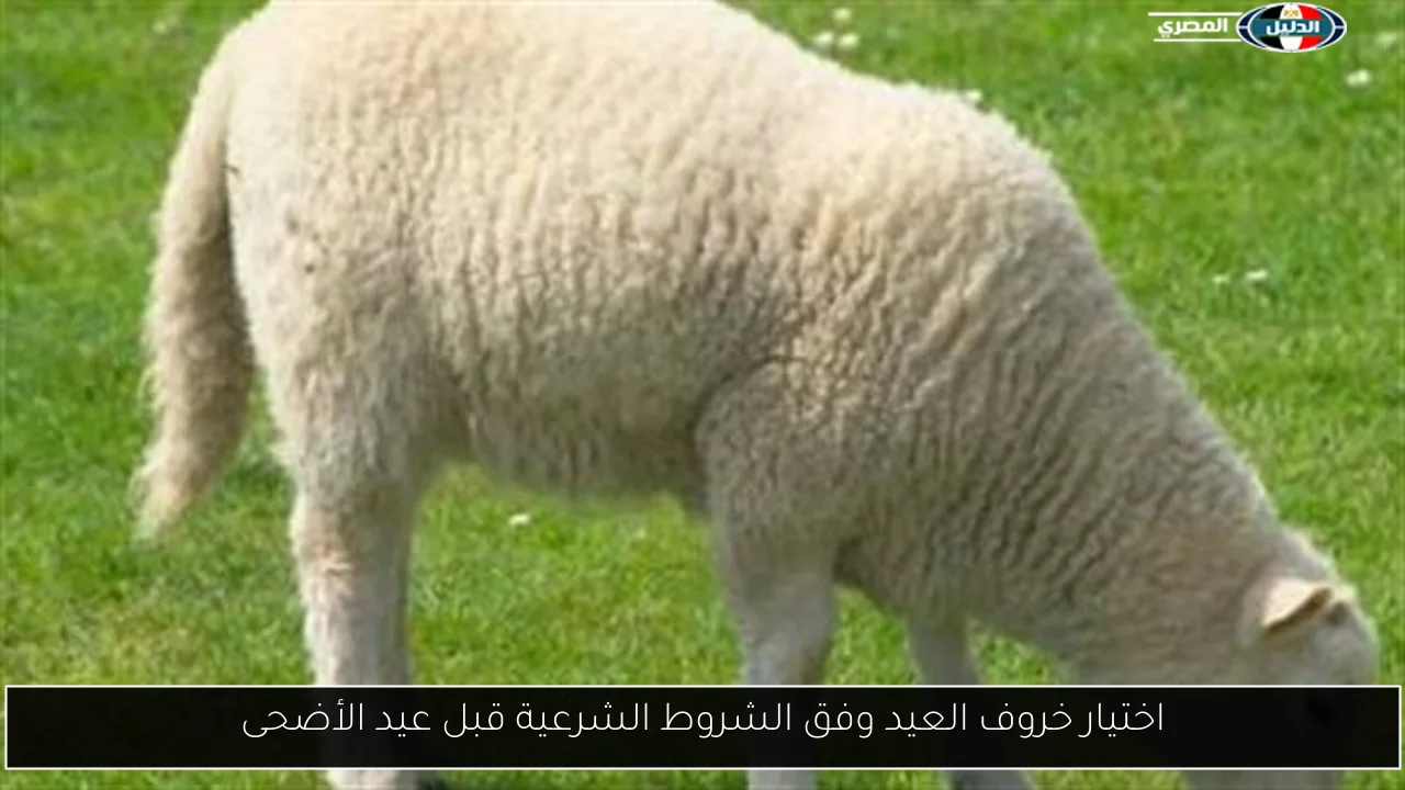 اختيار خروف العيد وفق الشروط الشرعية قبل عيد الأضحى