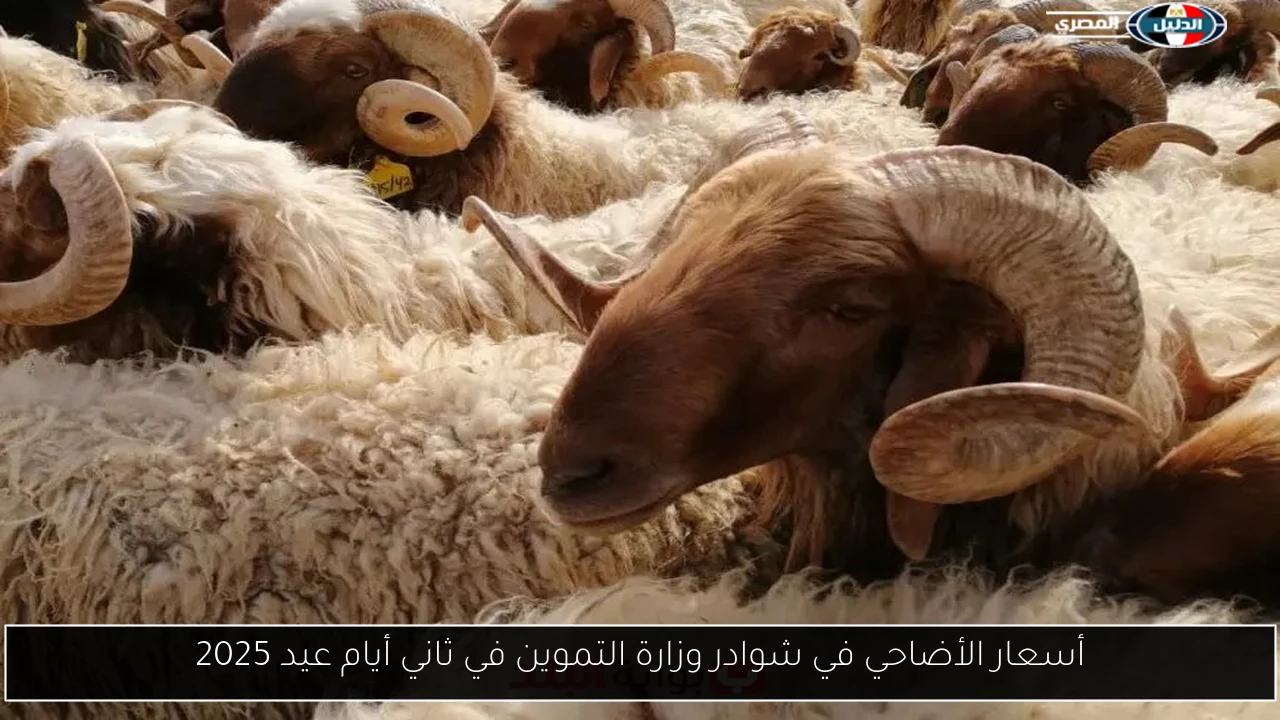 أسعار الأضاحي في شوادر وزارة التموين في ثاني أيام عيد 2025