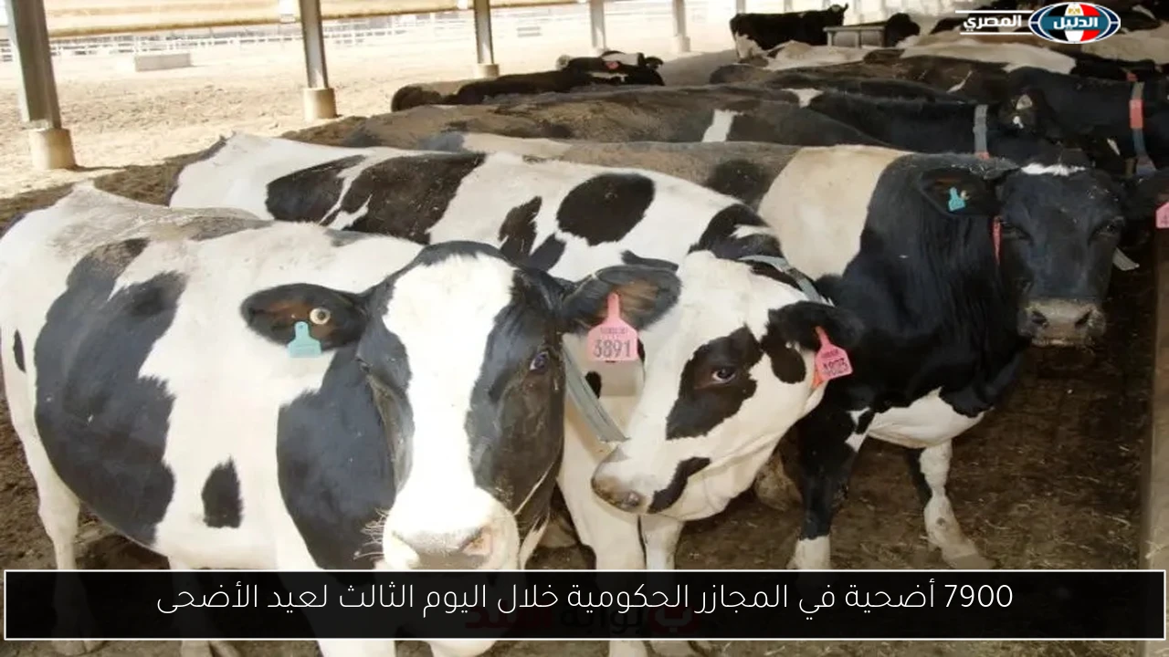 7900 أضحية في المجازر الحكومية خلال اليوم الثالث لعيد الأضحى