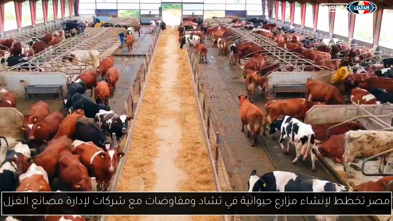 مصر تخطط لإنشاء مزارع حيوانية في تشاد ومفاوضات مع شركات لإدارة مصانع الغزل