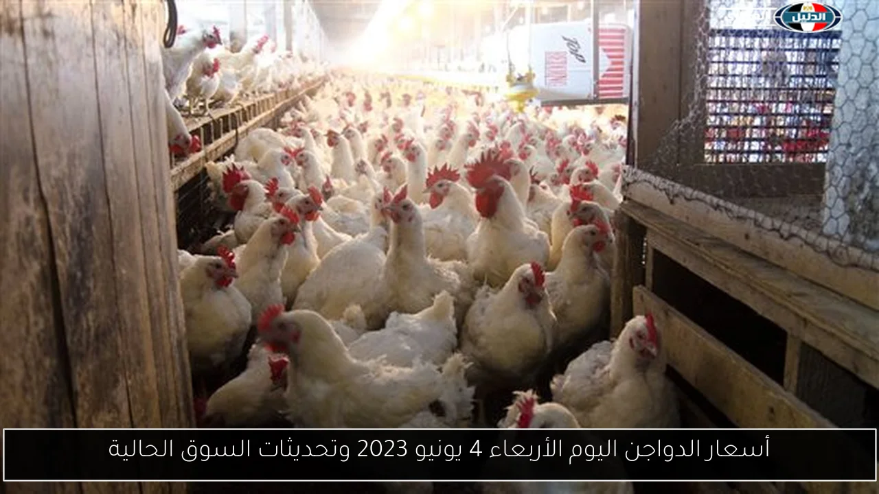 أسعار الدواجن اليوم الأربعاء 4 يونيو 2023 وتحديثات السوق الحالية