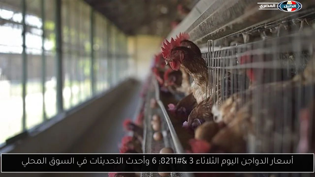 أسعار الدواجن اليوم الثلاثاء 3 – 6 وأحدث التحديثات في السوق المحلي