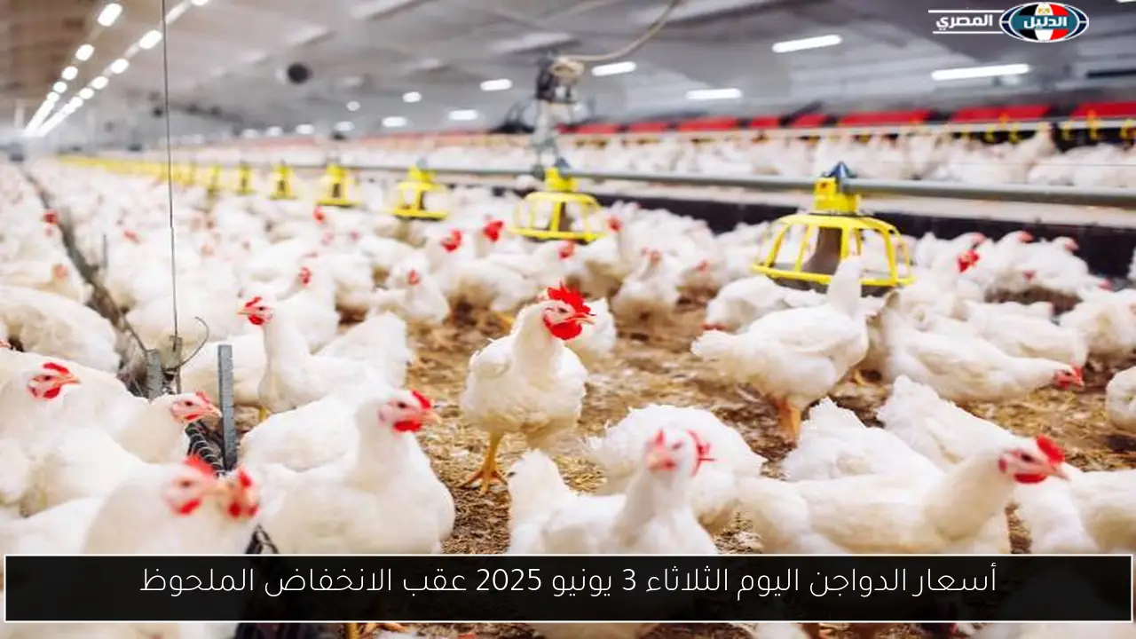 أسعار الدواجن اليوم الثلاثاء 3 يونيو 2025 عقب الانخفاض الملحوظ