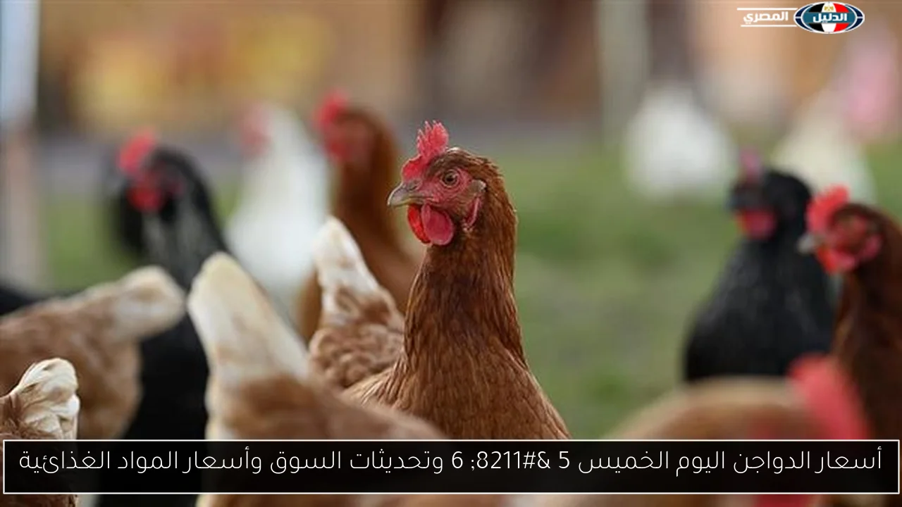 أسعار الدواجن اليوم الخميس 5 – 6 وتحديثات السوق وأسعار المواد الغذائية