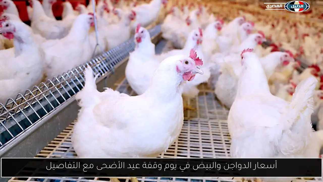 أسعار الدواجن والبيض في يوم وقفة عيد الأضحى مع التفاصيل
