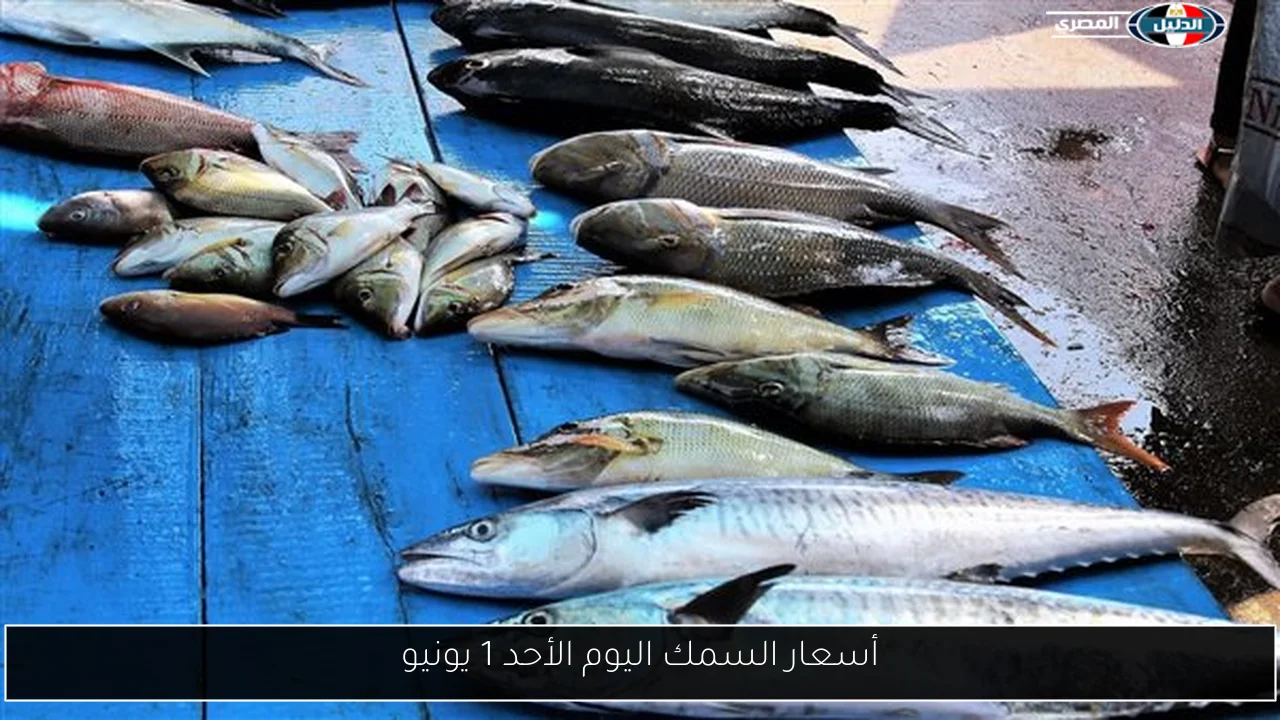 أسعار السمك اليوم الأحد 1 يونيو