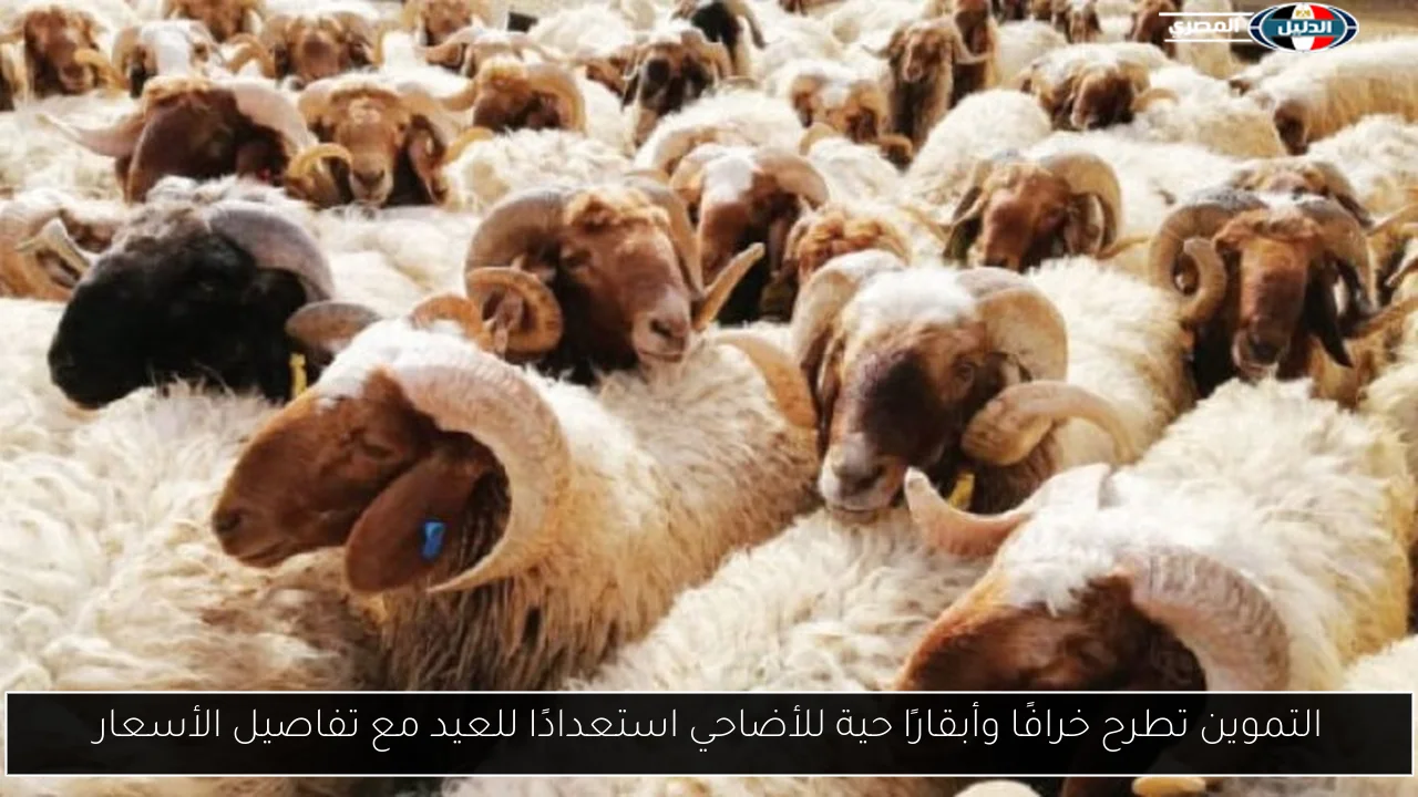 التموين تطرح خرافًا وأبقارًا حية للأضاحي استعدادًا للعيد مع تفاصيل الأسعار