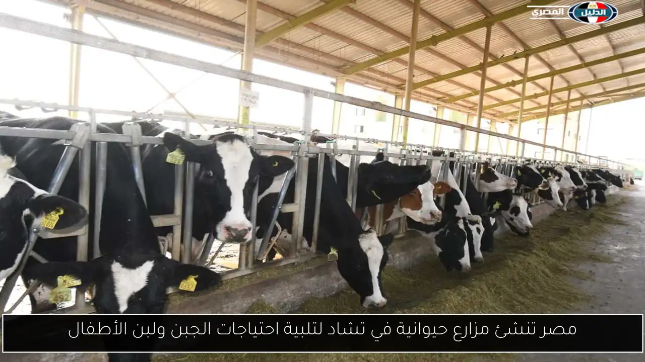 مصر تنشئ مزارع حيوانية في تشاد لتلبية احتياجات الجبن ولبن الأطفال