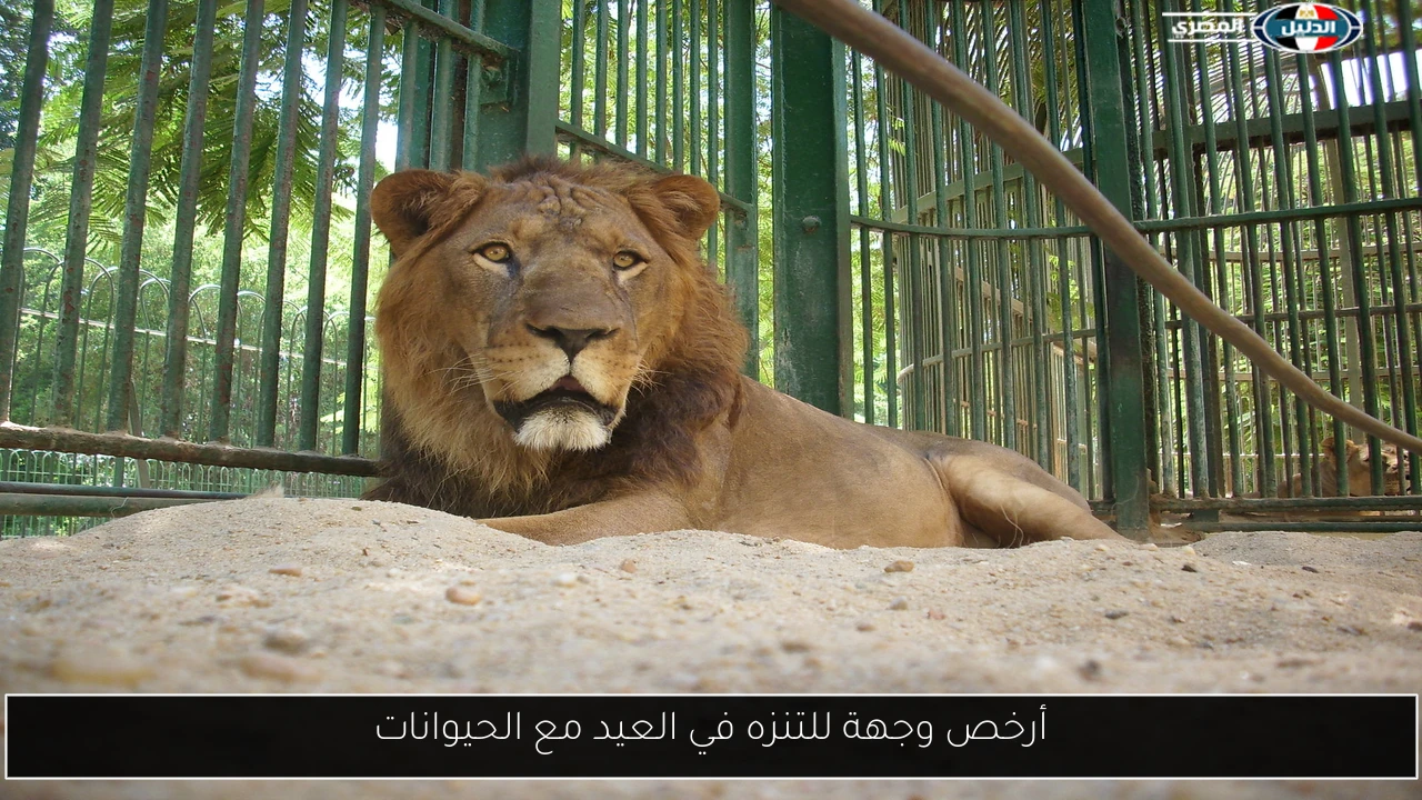 أرخص وجهة للتنزه في العيد مع الحيوانات