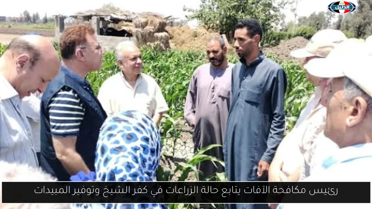 رئيس مكافحة الآفات يتابع حالة الزراعات في كفر الشيخ وتوفير المبيدات