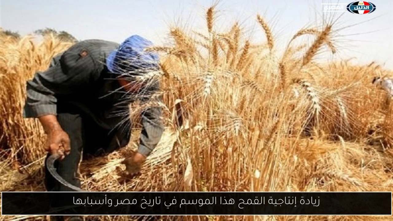 زيادة إنتاجية القمح هذا الموسم في تاريخ مصر وأسبابها