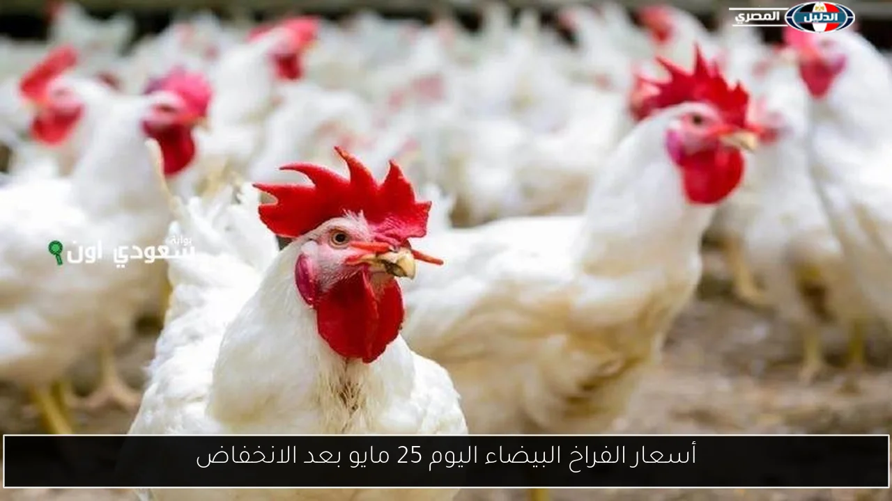 أسعار الفراخ البيضاء اليوم 25 مايو بعد الانخفاض