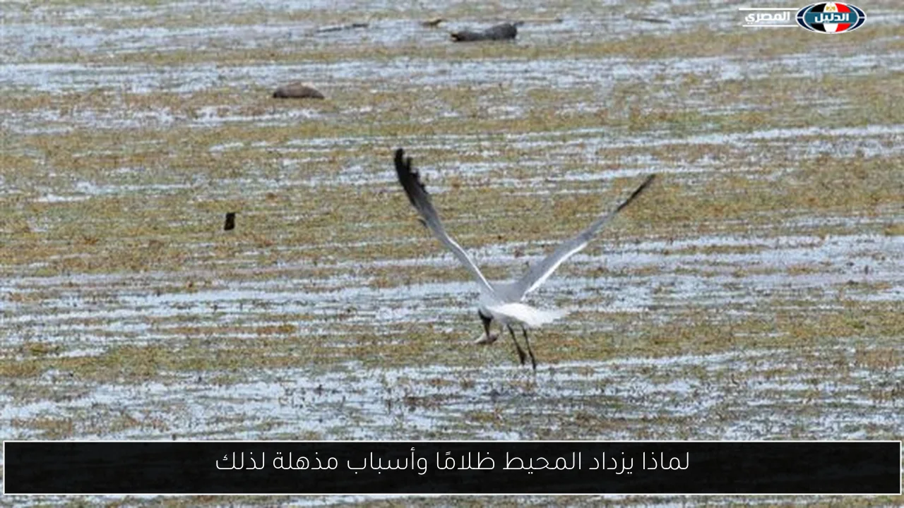 لماذا يزداد المحيط ظلامًا وأسباب مذهلة لذلك