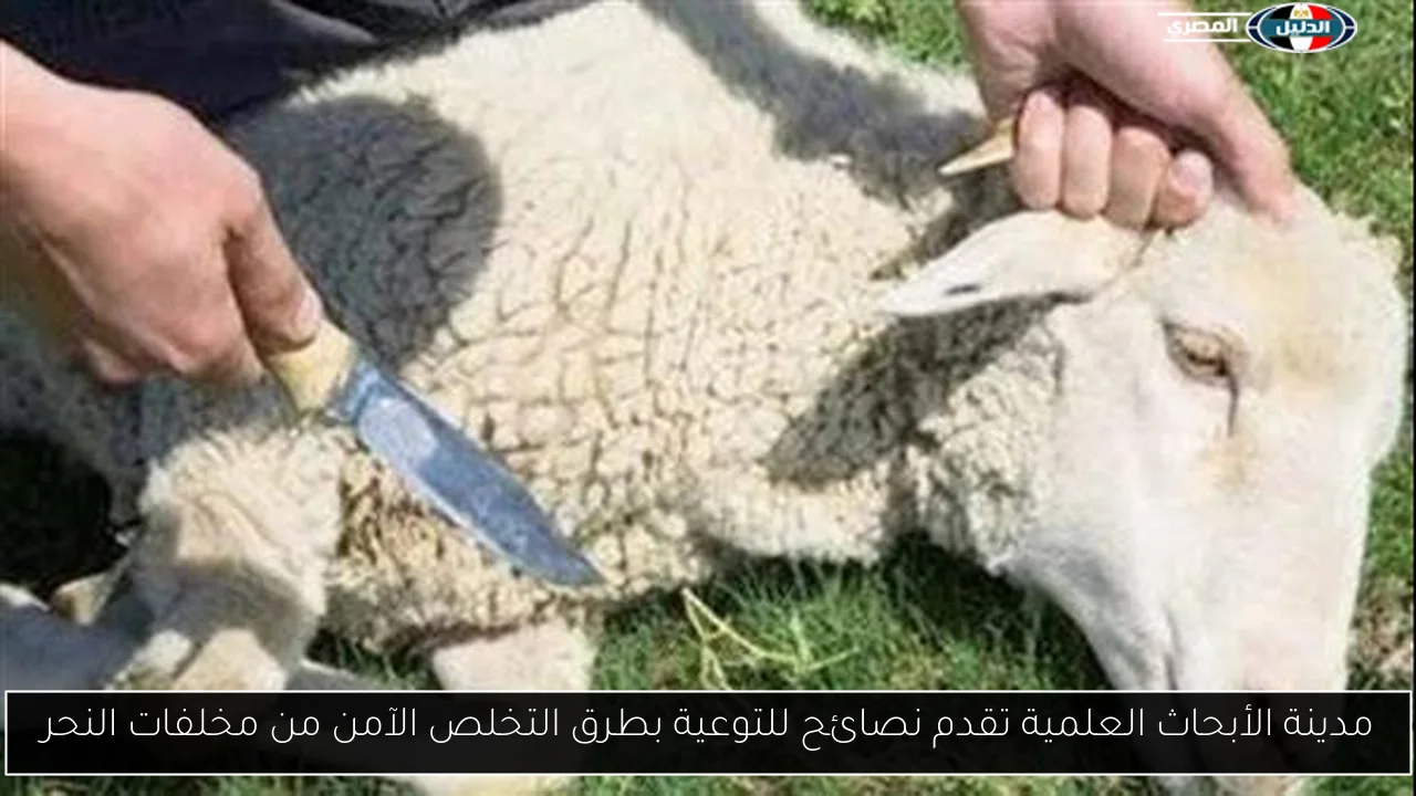 مدينة الأبحاث العلمية تقدم نصائح للتوعية بطرق التخلص الآمن من مخلفات النحر