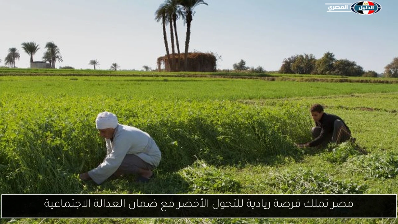 مصر تملك فرصة ريادية للتحول الأخضر مع ضمان العدالة الاجتماعية