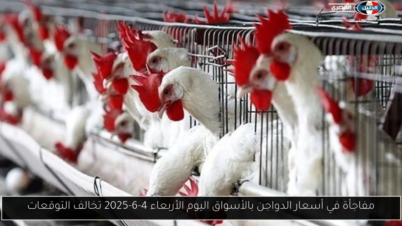 مفاجأة في أسعار الدواجن بالأسواق اليوم الأربعاء 4-6-2025 تخالف التوقعات
