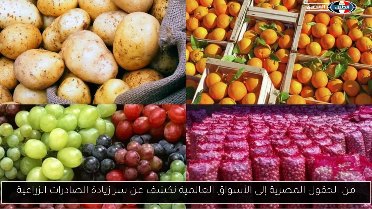 من الحقول المصرية إلى الأسواق العالمية نكشف عن سر زيادة الصادرات الزراعية
