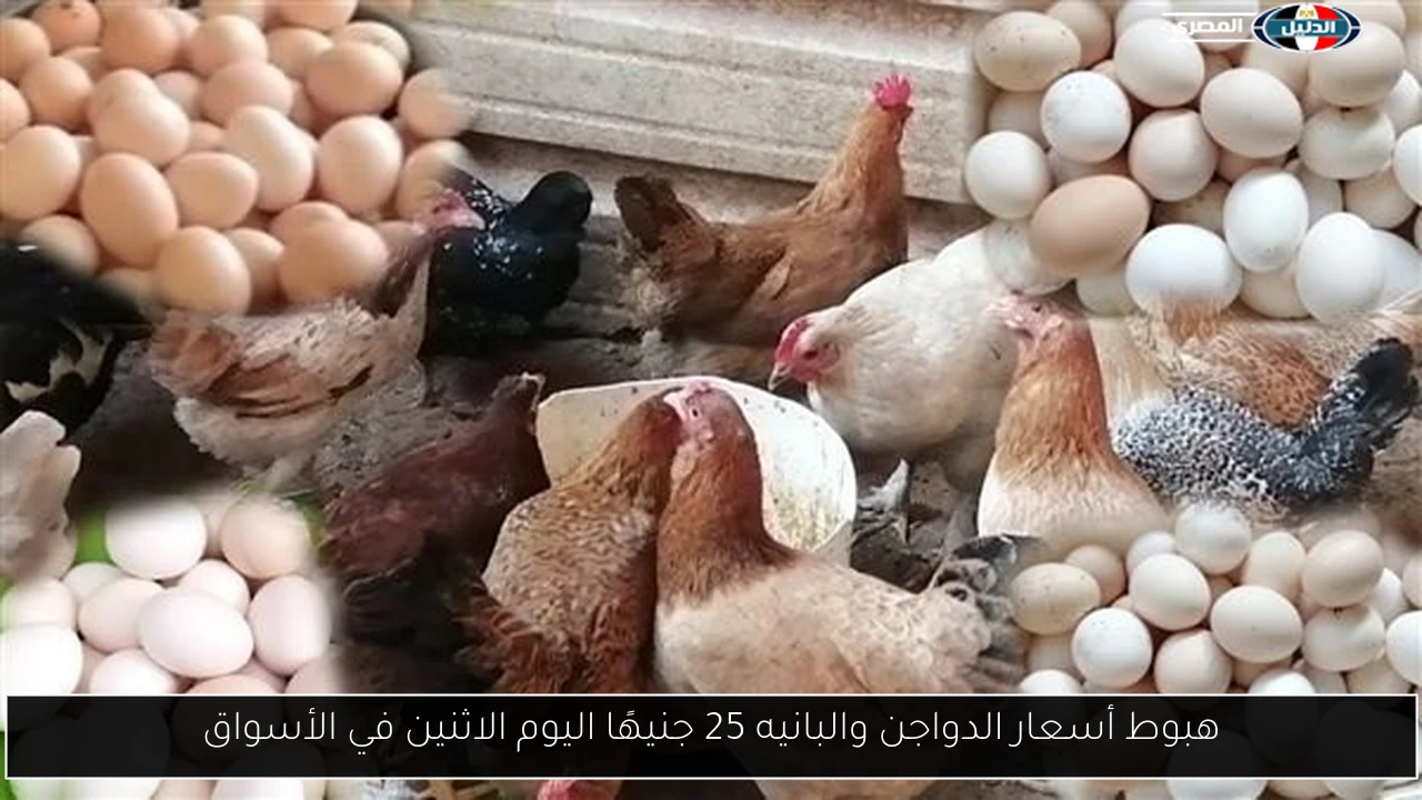 هبوط أسعار الدواجن والبانيه 25 جنيهًا اليوم الاثنين في الأسواق